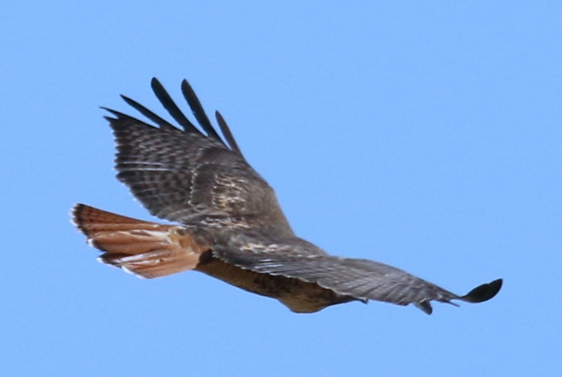 Red-tailed Hawk - ML73664551