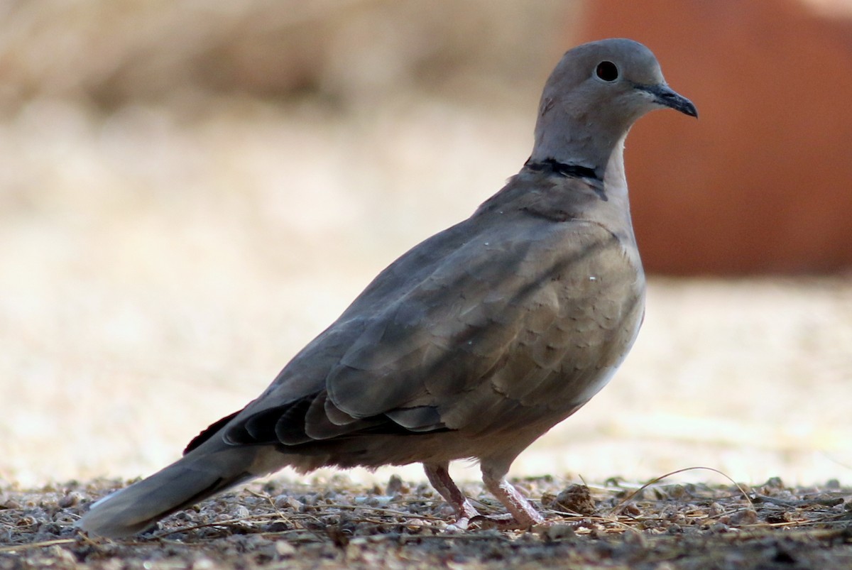 Eurasian Collared-Dove - ML73664571