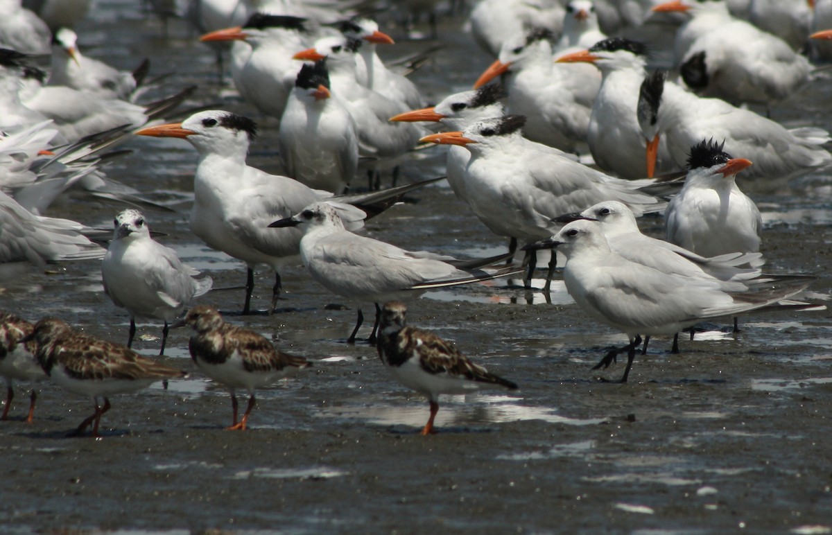 Gull-billed Tern - ML73664611