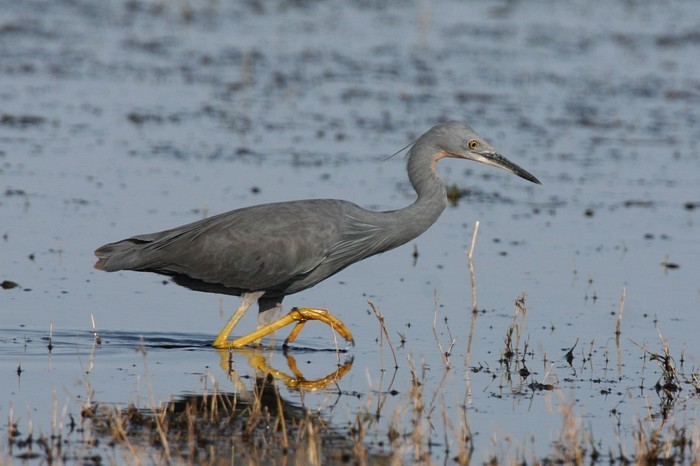 Slaty Egret - ML73665281