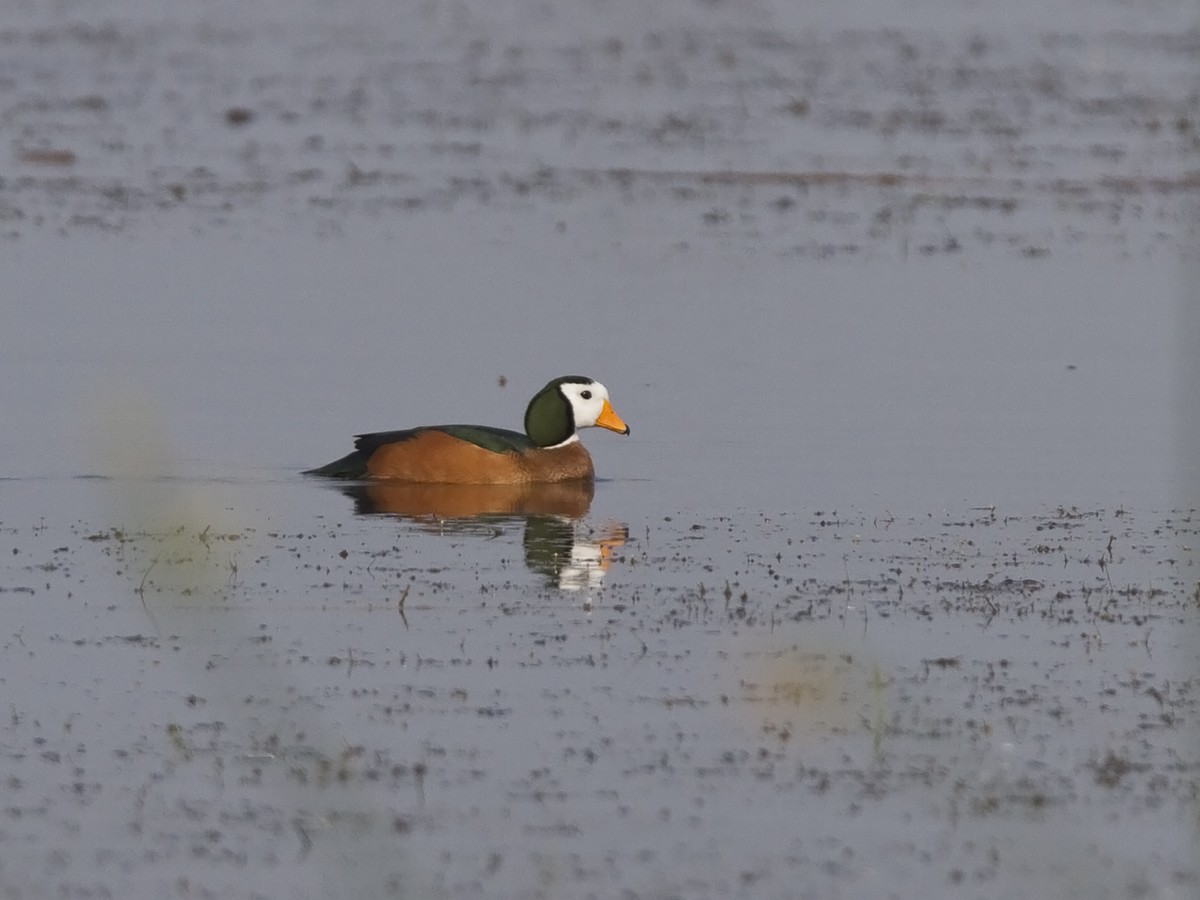 African Pygmy-Goose - ML73665381