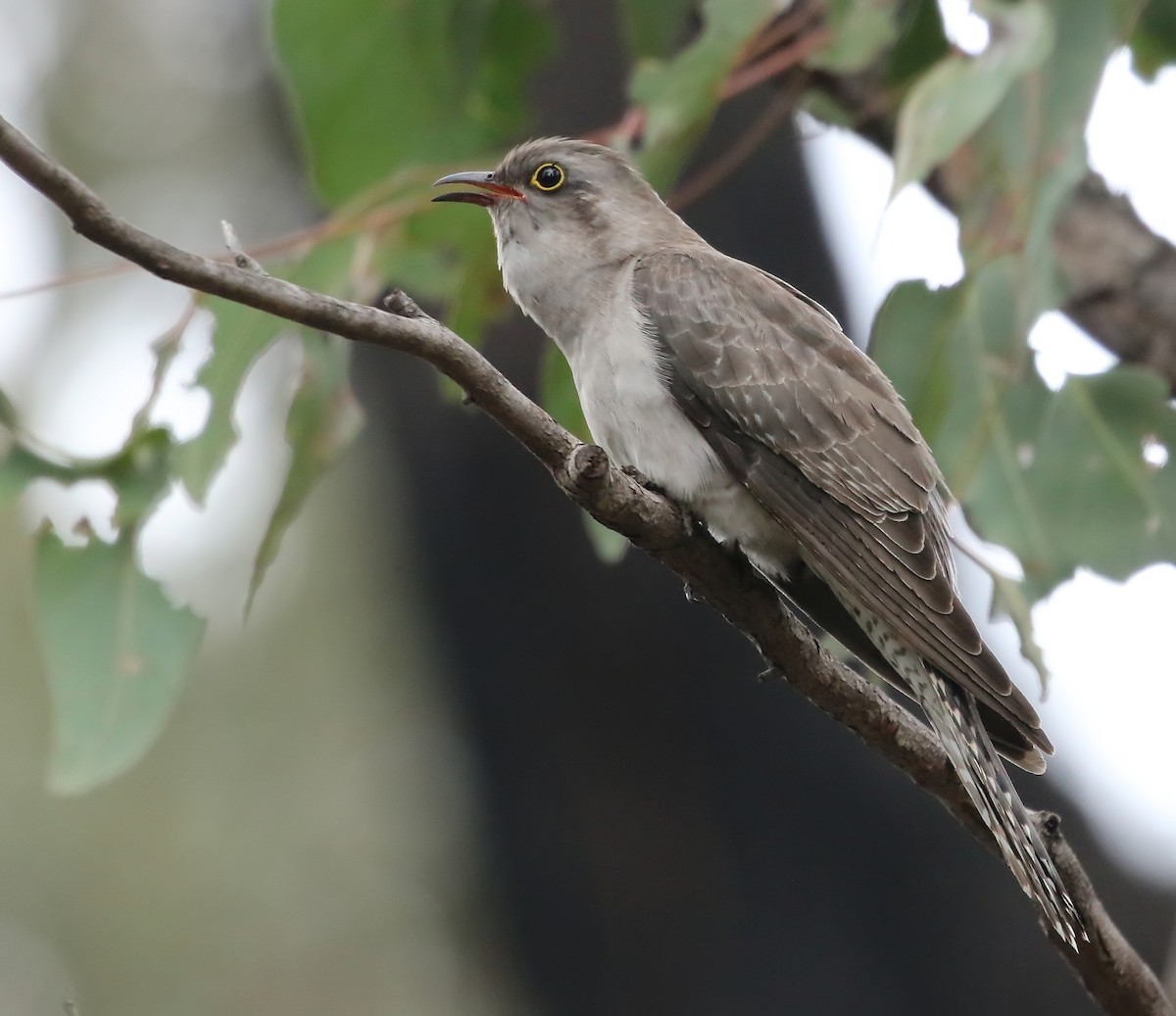 Pallid Cuckoo - ML73666091