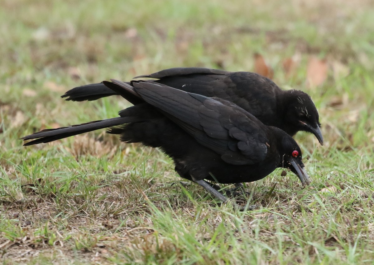 White-winged Chough - ML73666111