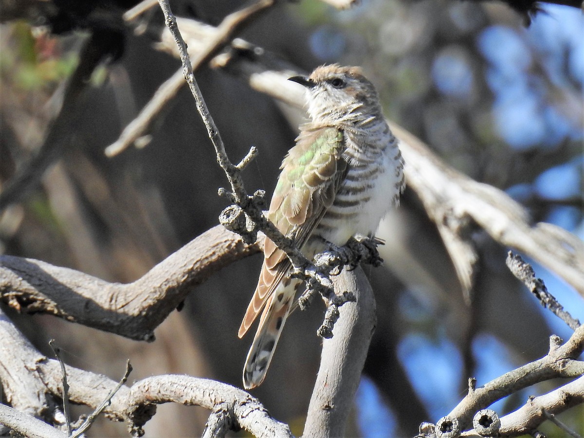 Horsfield's Bronze-Cuckoo - Sue Lee