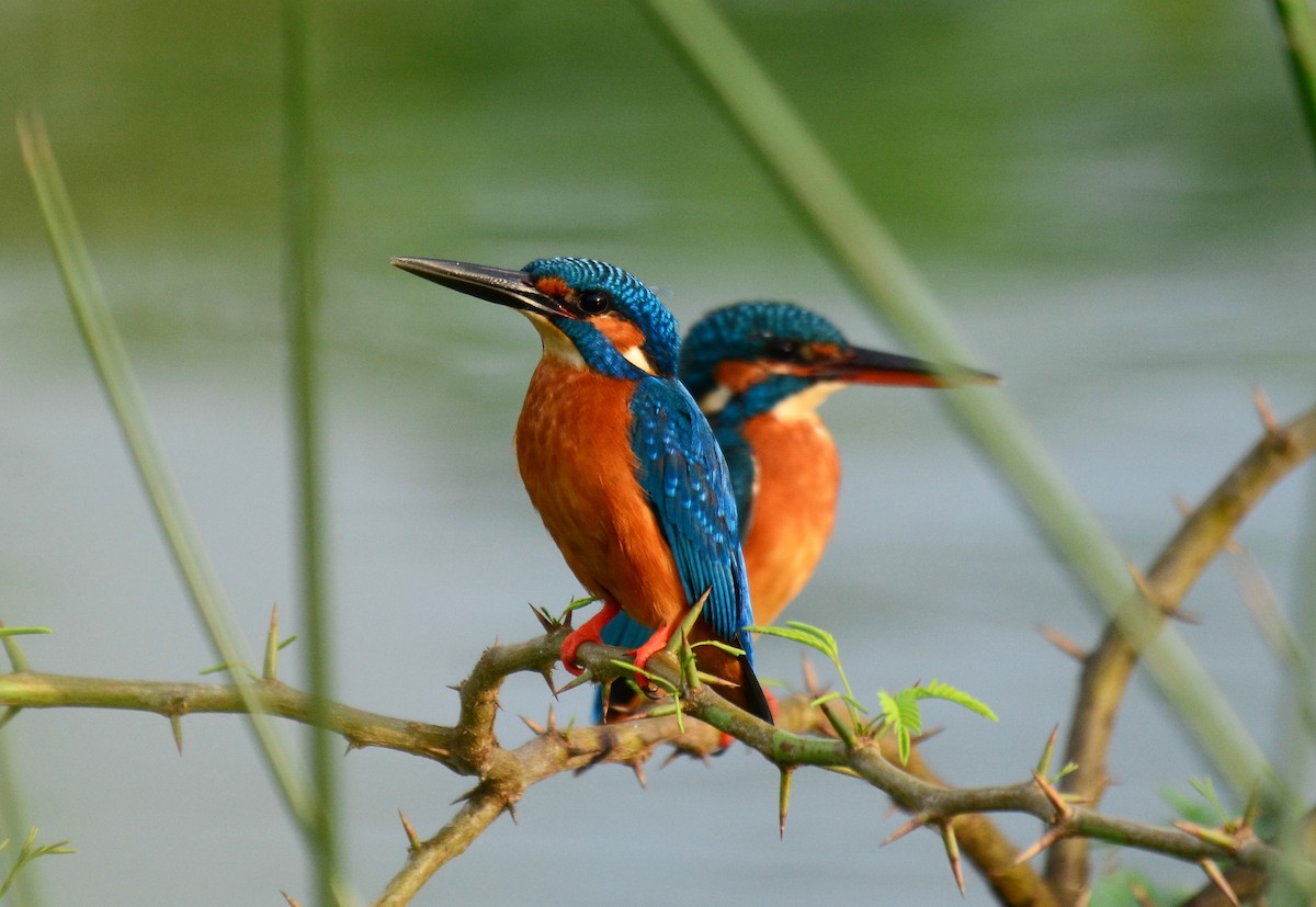 Common Kingfisher - Renuka Vijayaraghavan