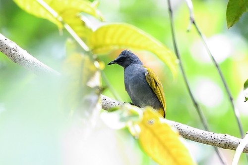 Gray-bellied Bulbul - ML73667821