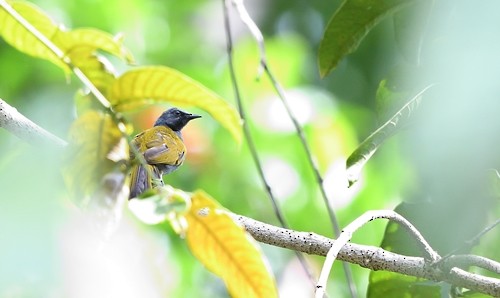 Gray-bellied Bulbul - ML73667851