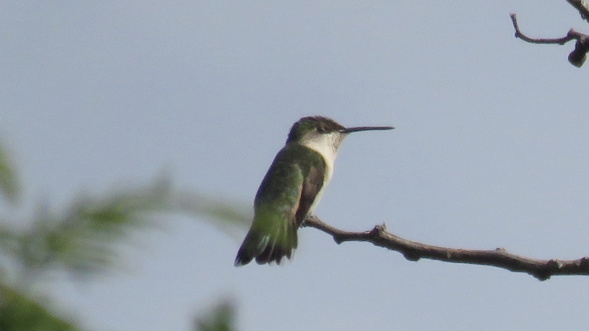 Ruby-throated Hummingbird - Nick Komar