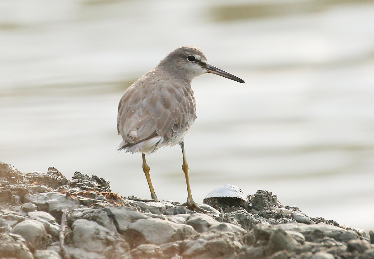 Grauschwanz-Wasserläufer - ML73668171