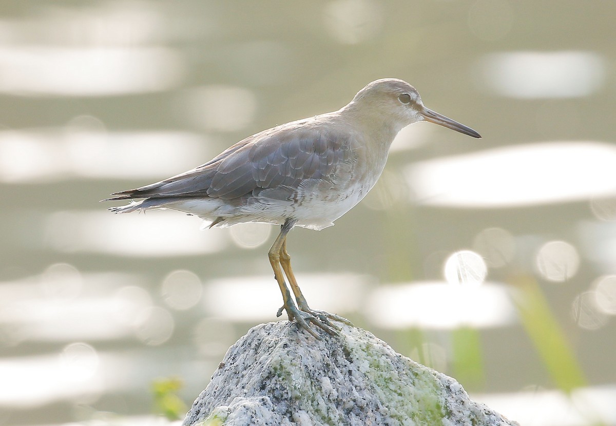 Grauschwanz-Wasserläufer - ML73668181