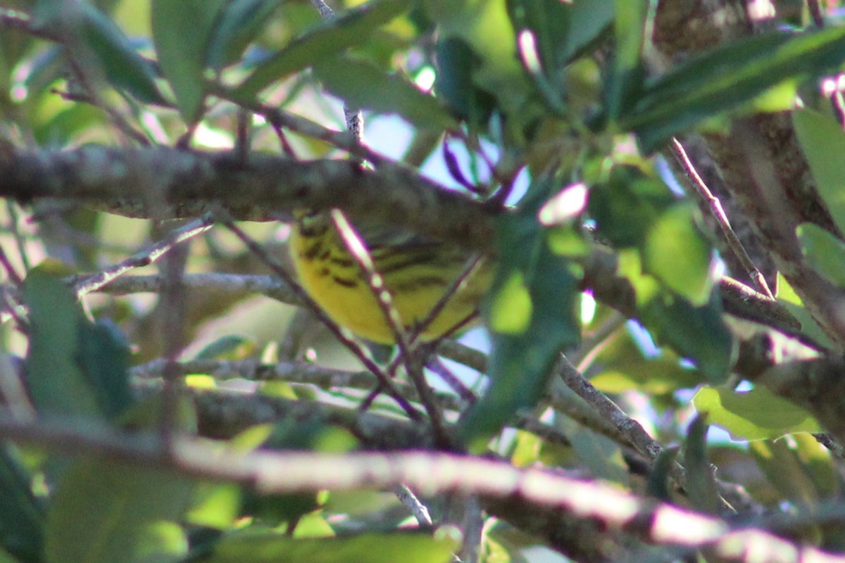 Prairie Warbler - ML73668871