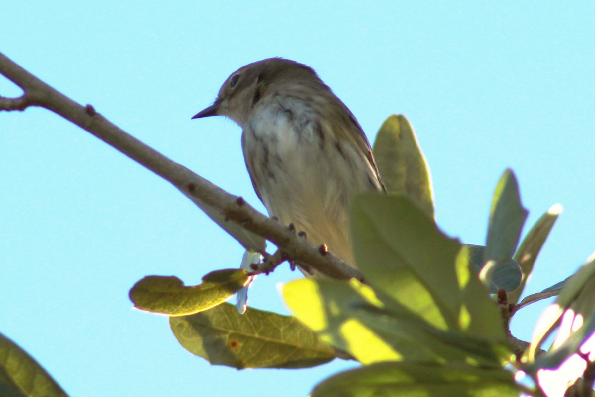 Yellow-rumped Warbler - ML73669091
