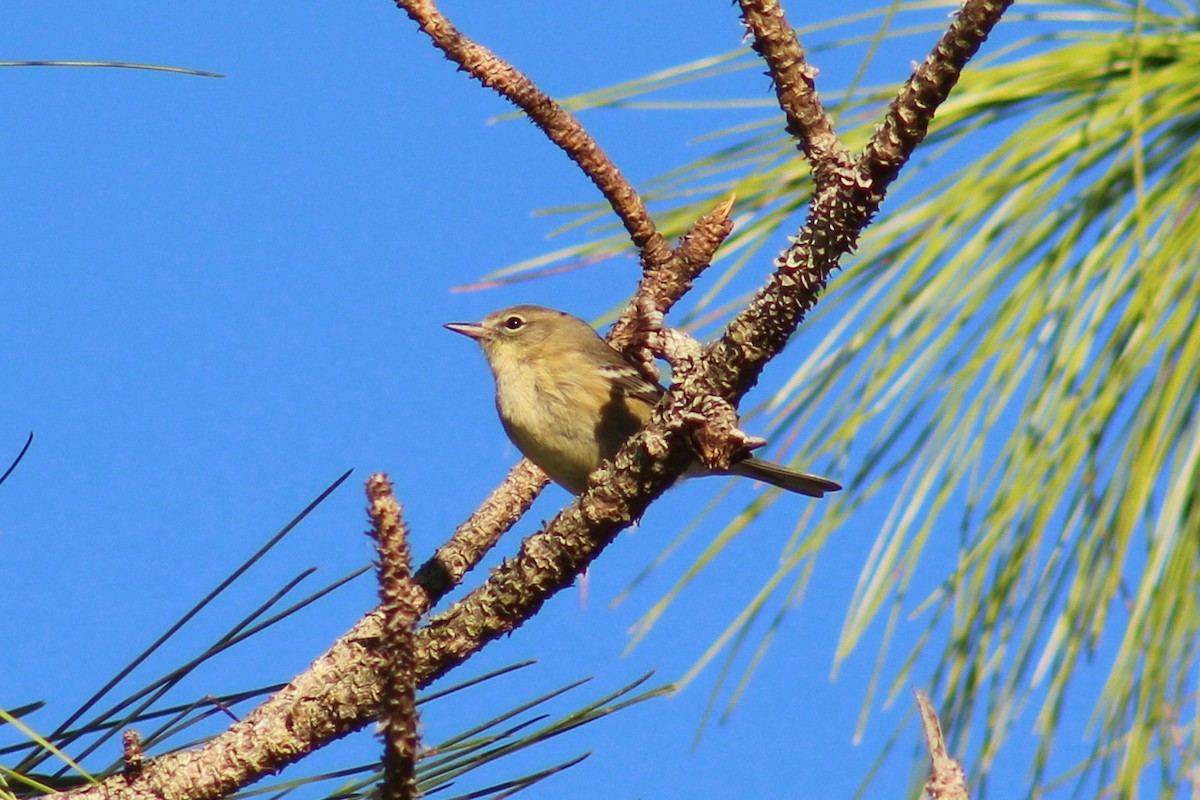 Pine Warbler - ML73669151