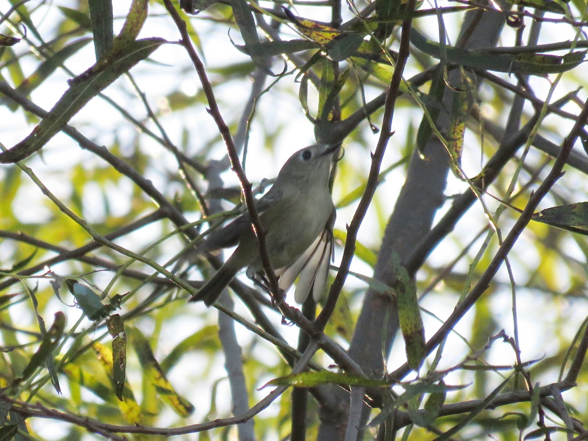 Ruby-crowned Kinglet - Joshua Emm