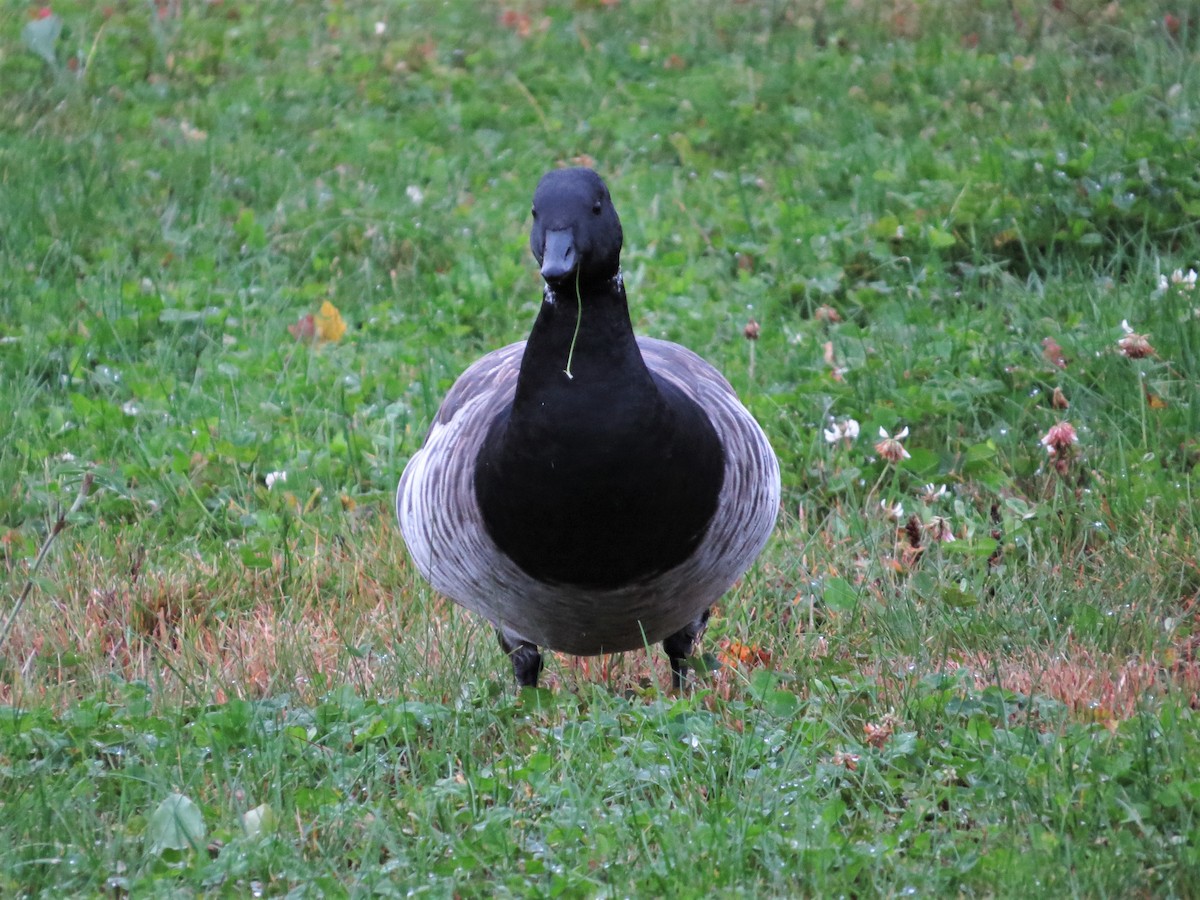 Brant (Atlantic) - ML73672821