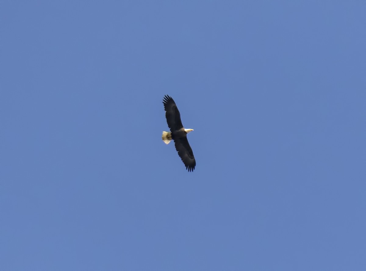 Bald Eagle - ML73673831