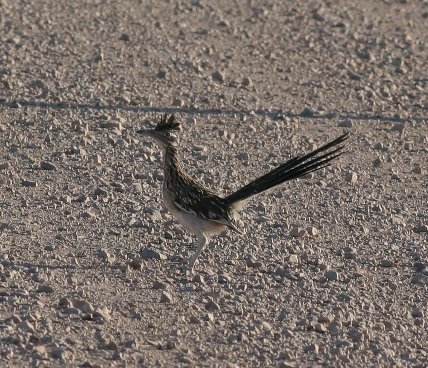 Greater Roadrunner - Matthew Bowman