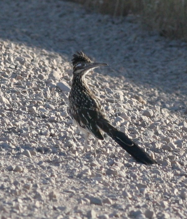 Greater Roadrunner - Matthew Bowman