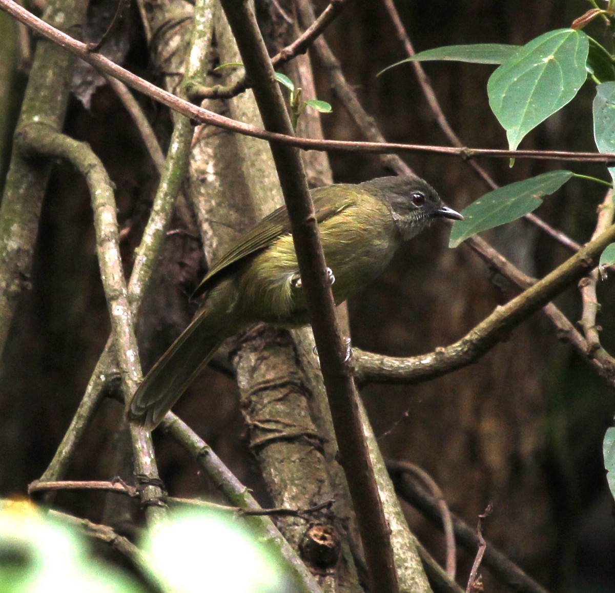 Plain Greenbul - Bassel Abi Jummaa