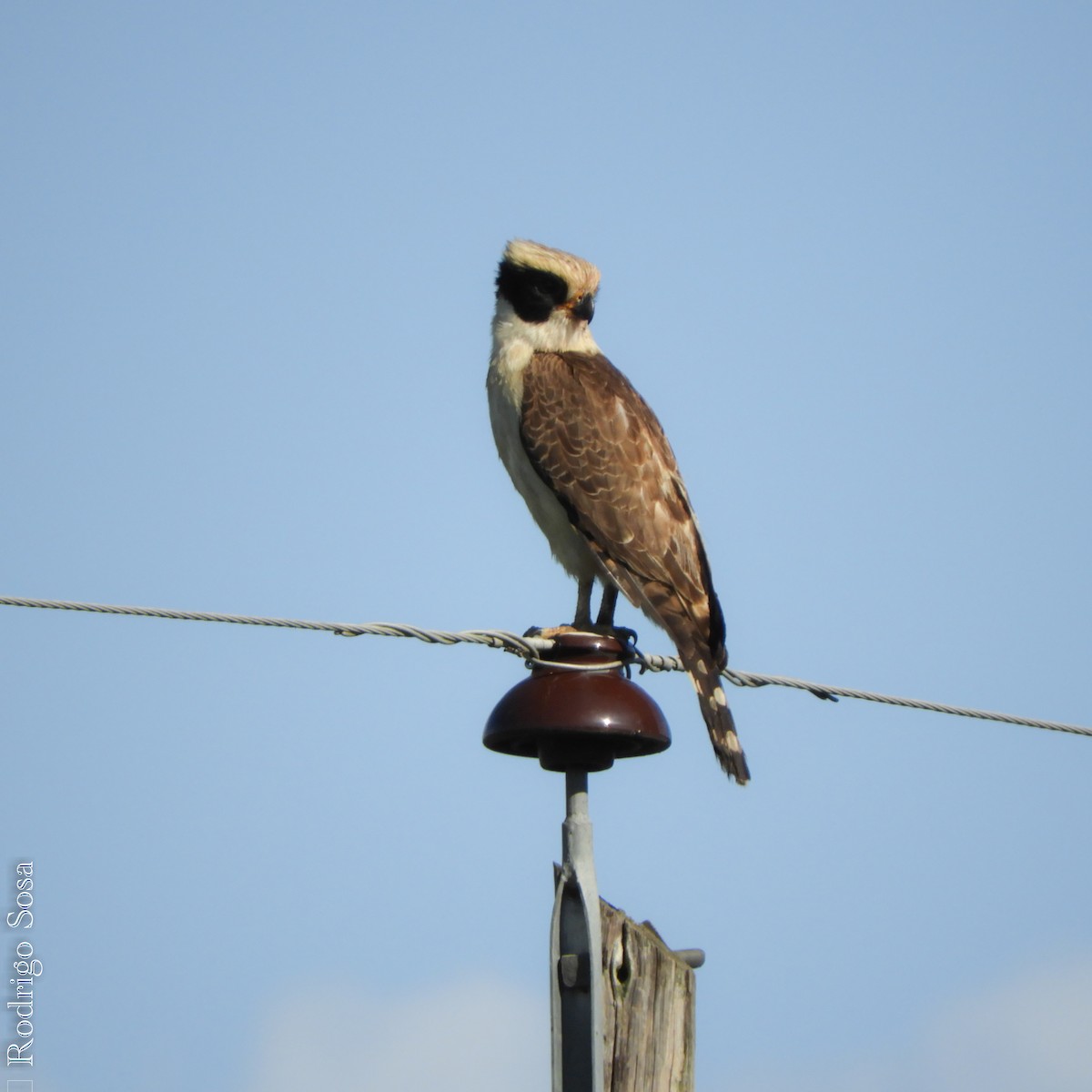 Laughing Falcon - ML73676991