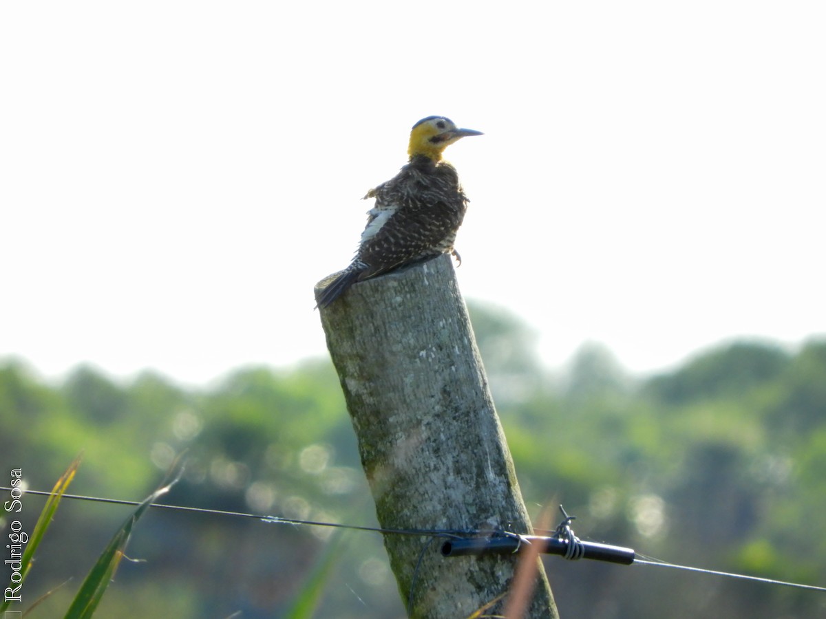 Campo Flicker - Carlos Rodrigo Sosa