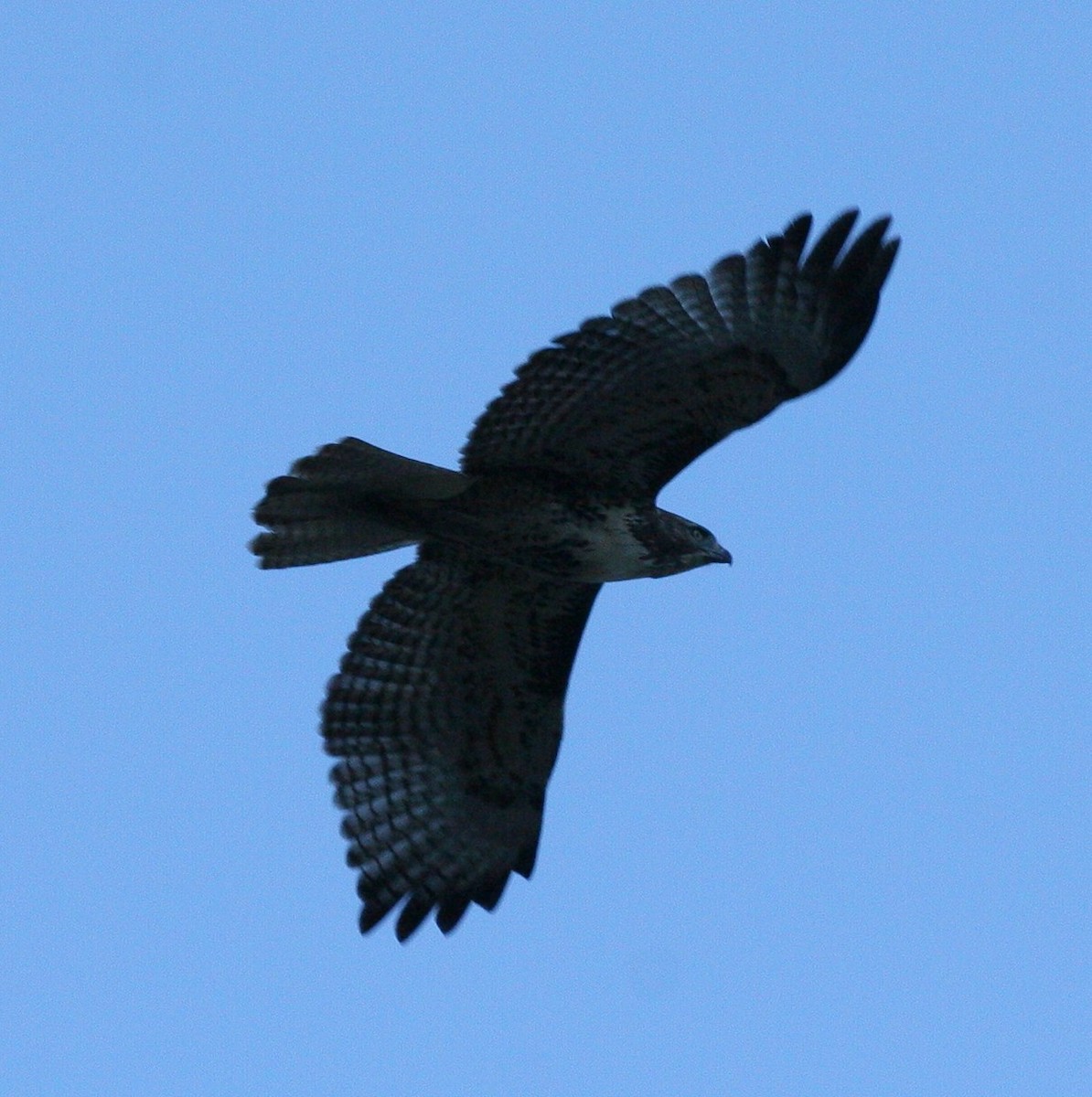 Red-tailed Hawk - Matthew Bowman