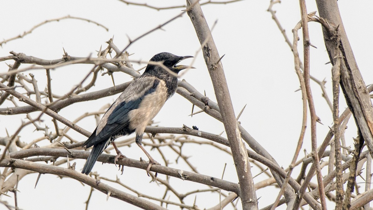 Rosy Starling - ML73678441