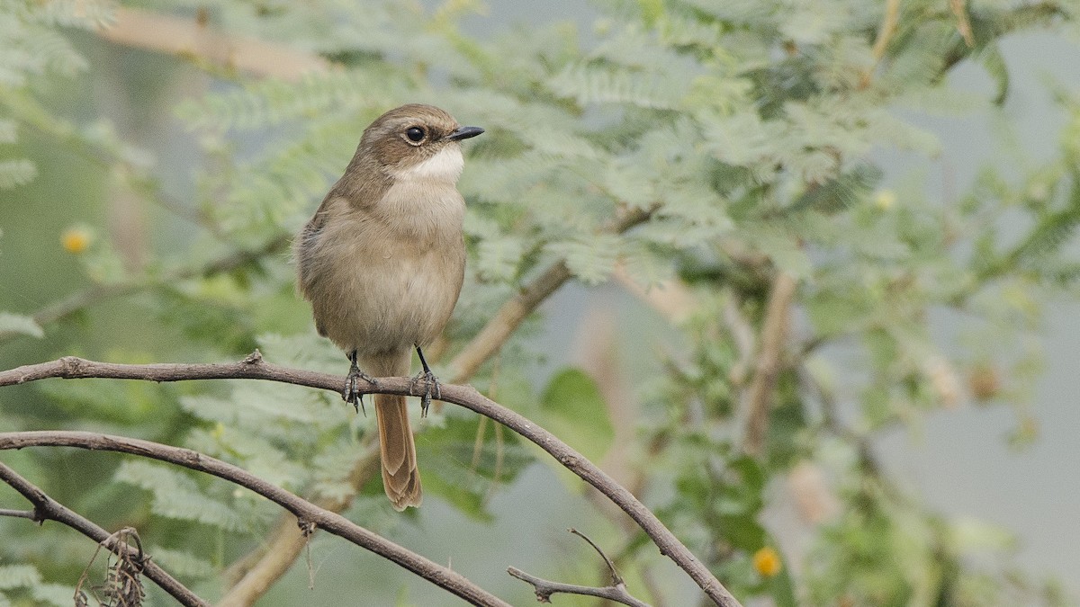 Gray Bushchat - Parmil Kumar