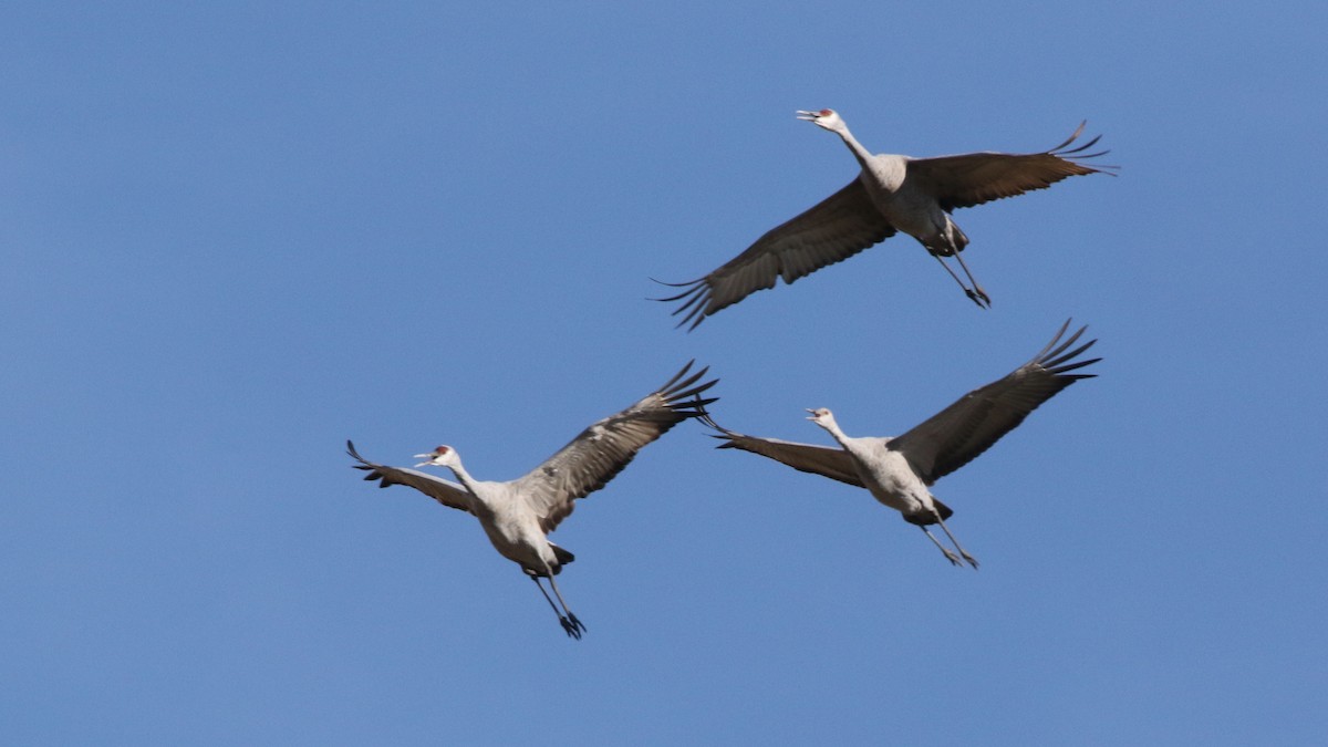 Sandhill Crane - Curtis McCamy