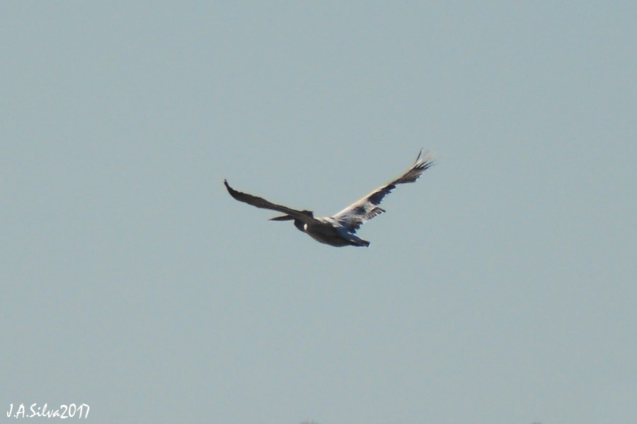 Dalmatian Pelican - ML73680021