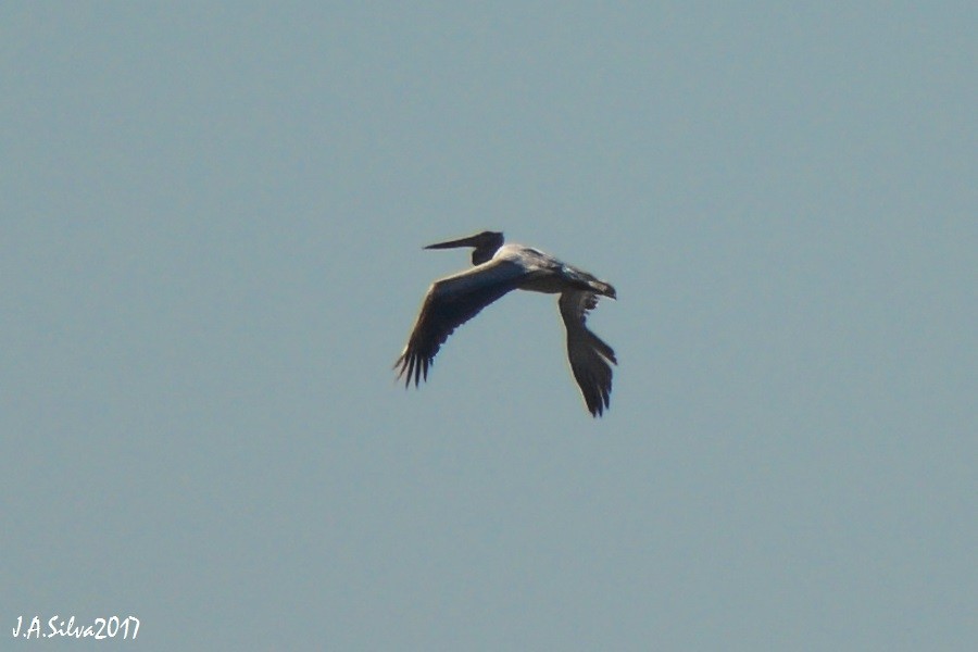 Dalmatian Pelican - ML73680031