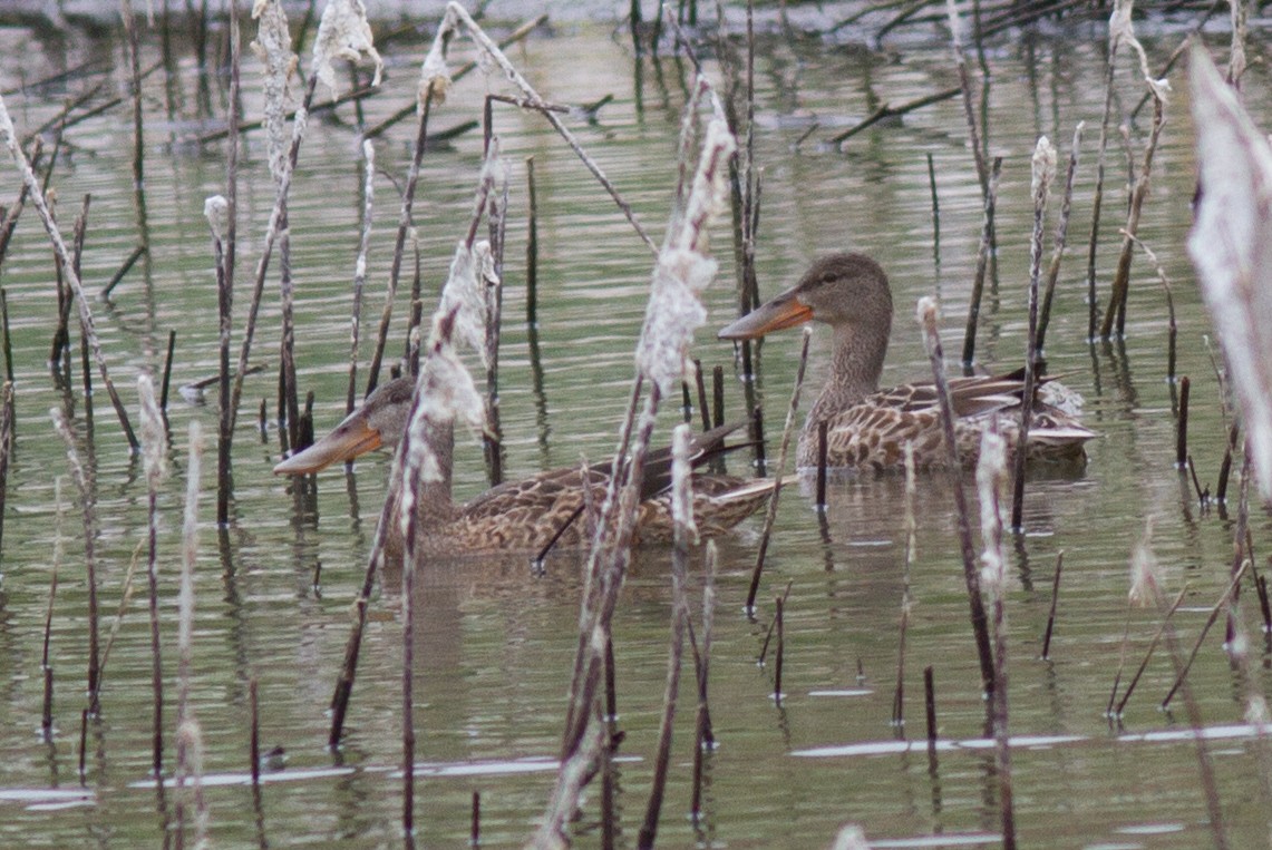 Northern Shoveler - ML73680311