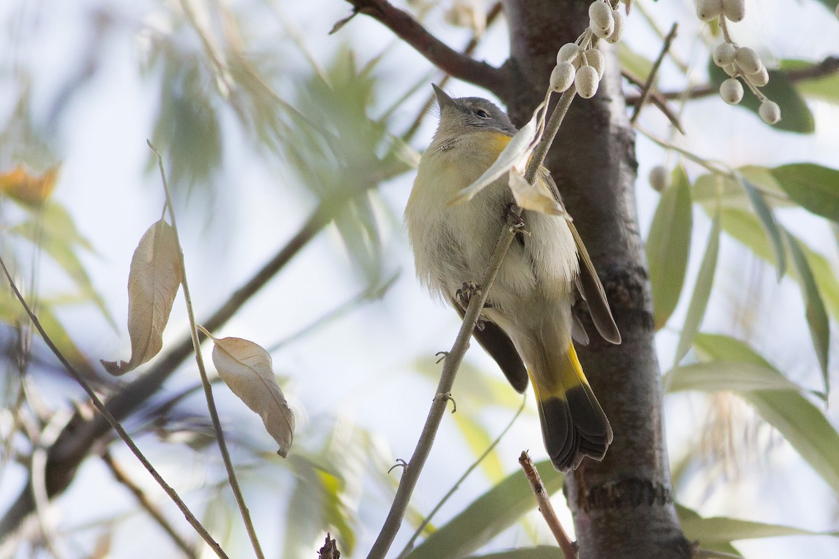 American Redstart - ML73681661