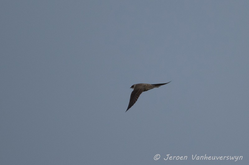 Bank Swallow - ML73681711