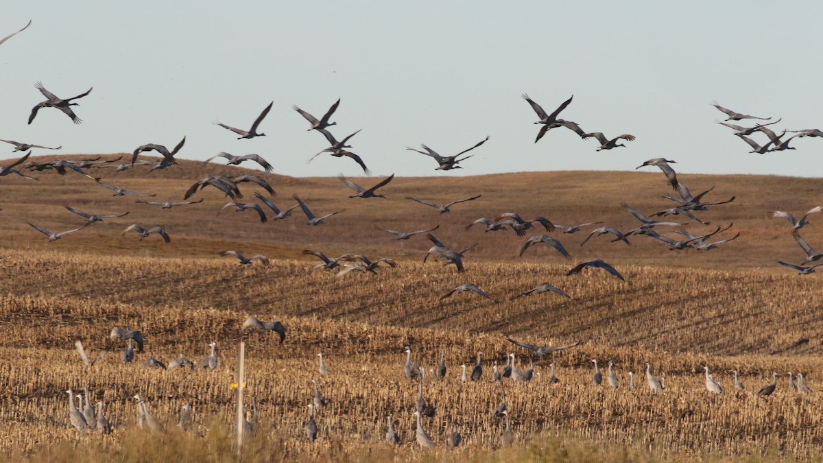 Sandhill Crane - Curtis McCamy