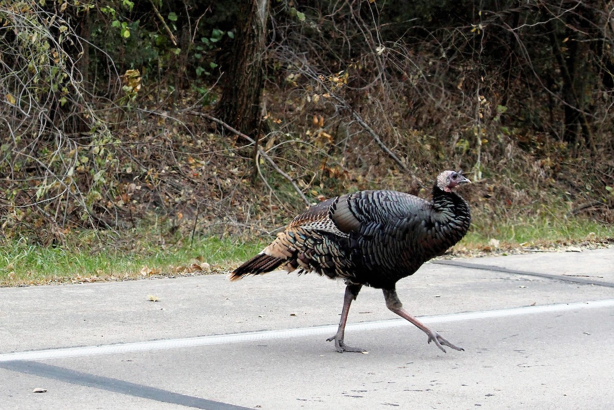 Guajolote Gallipavo - ML73683581