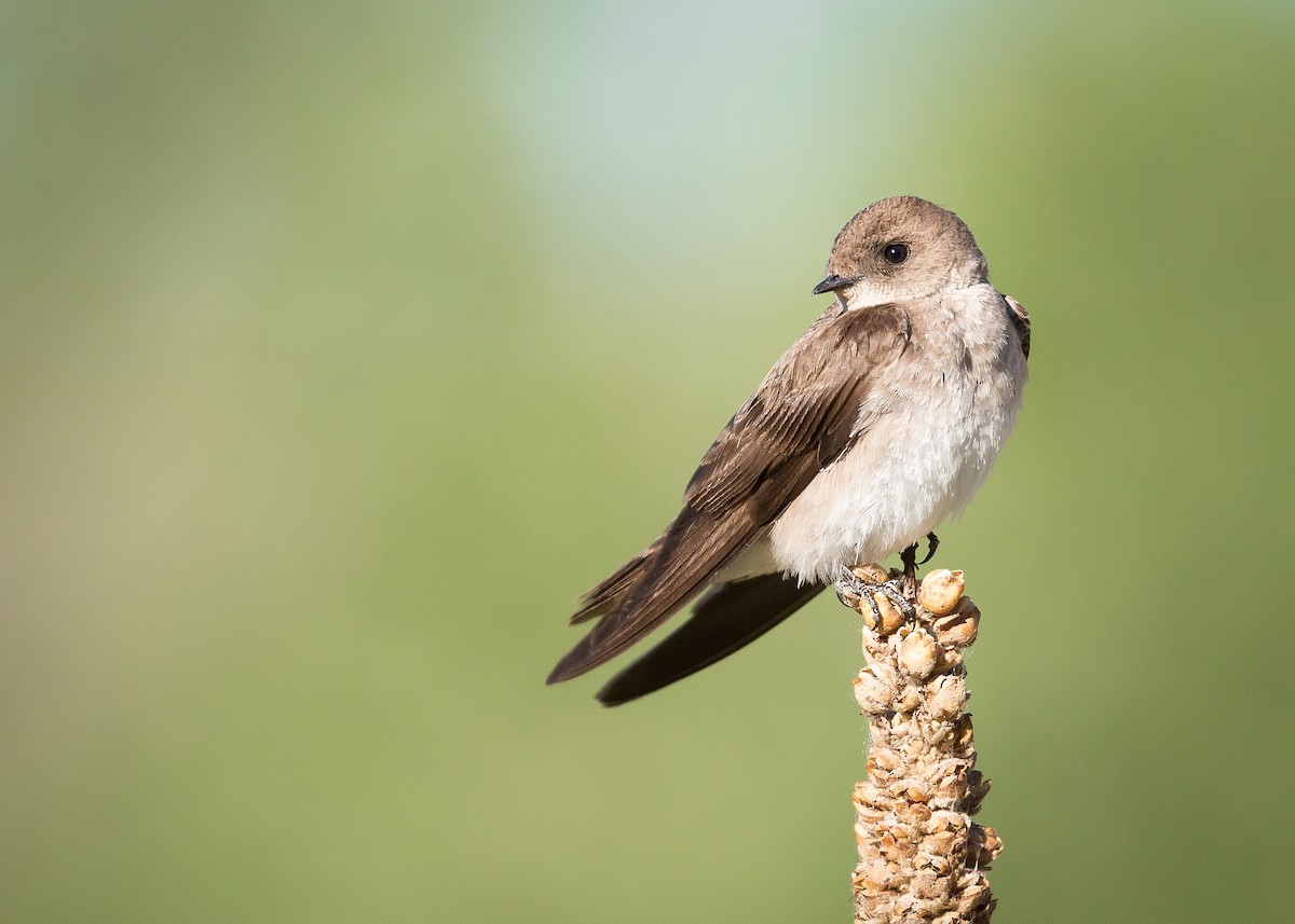 Golondrina Aserrada - ML73683751