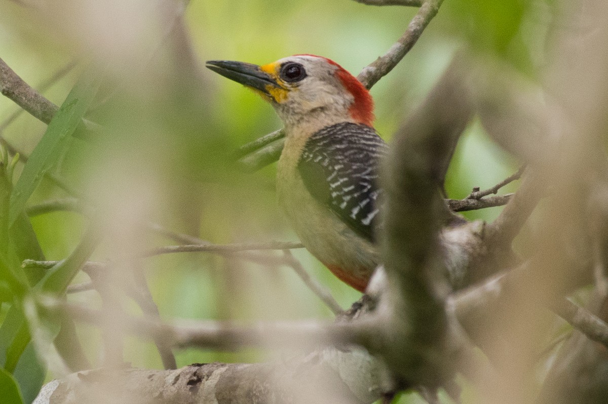 Pic du Yucatan - ML73685361