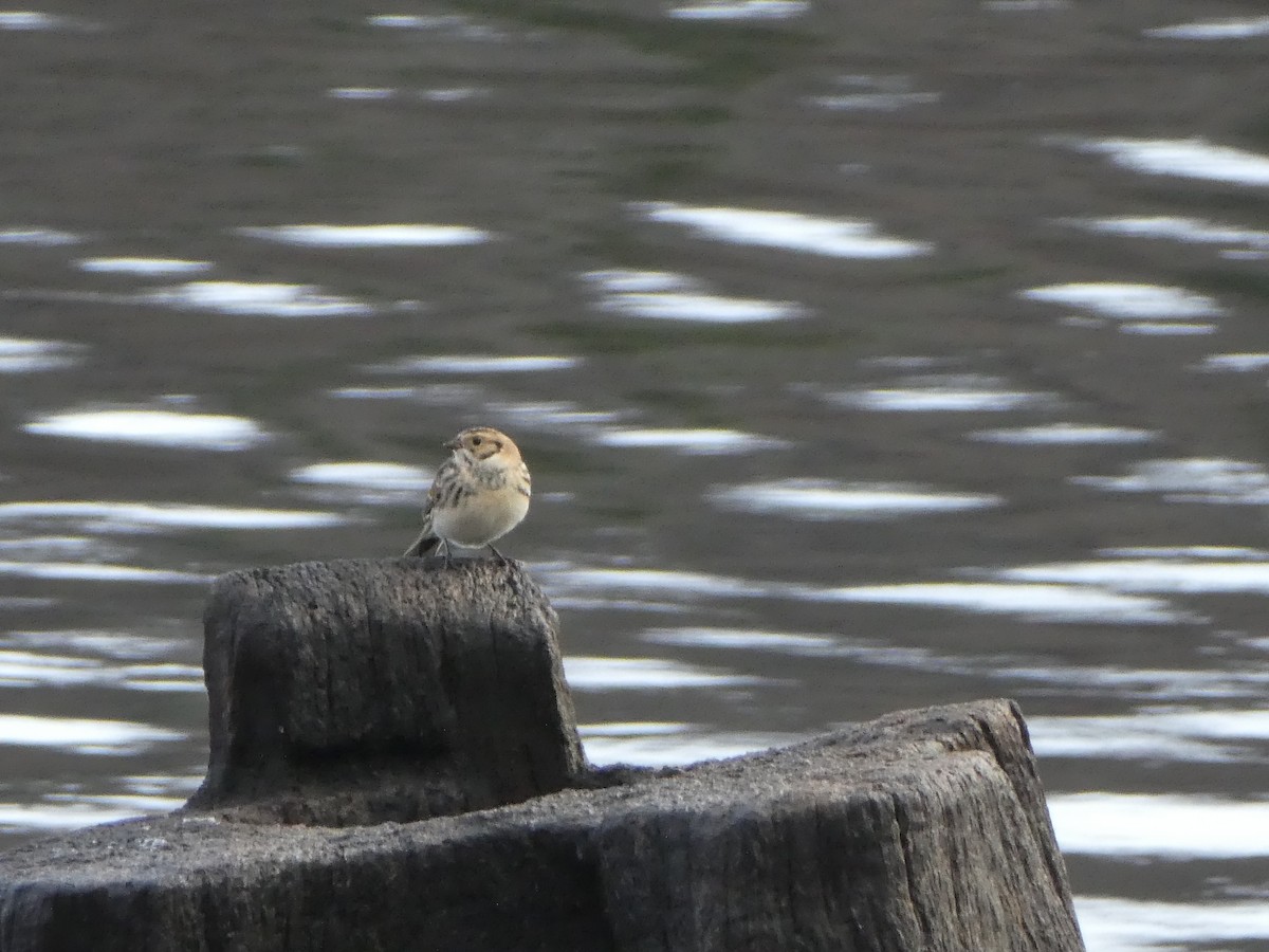 Lapland Longspur - ML73686191