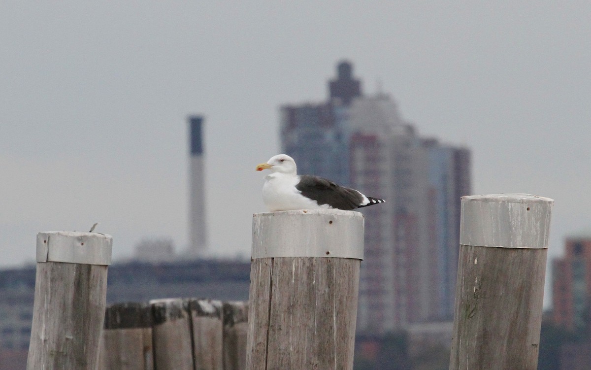 Great Black-backed Gull - Paul Lewis