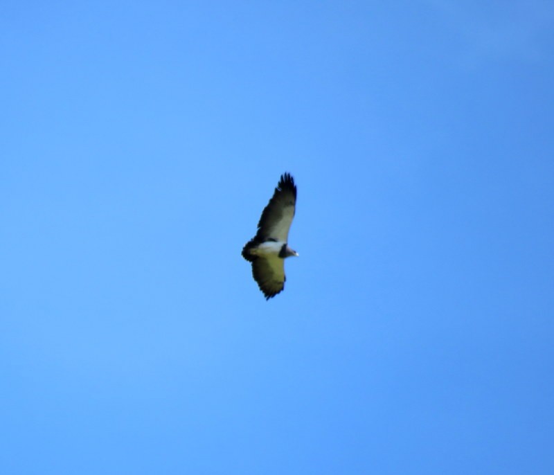 Black-chested Buzzard-Eagle - ML73686491