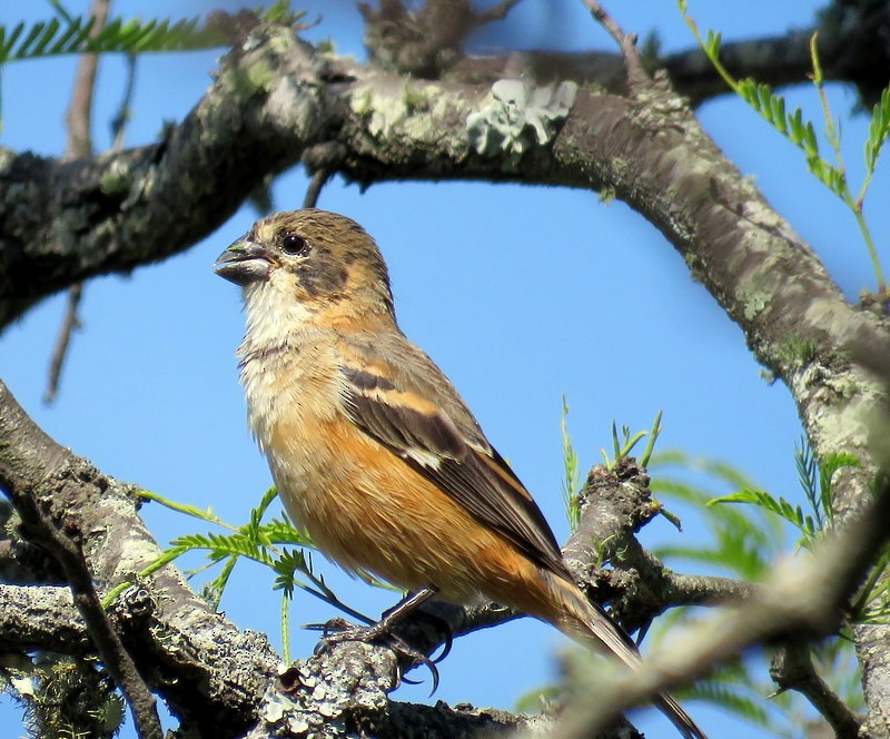 Rusty-collared Seedeater - ML73687401