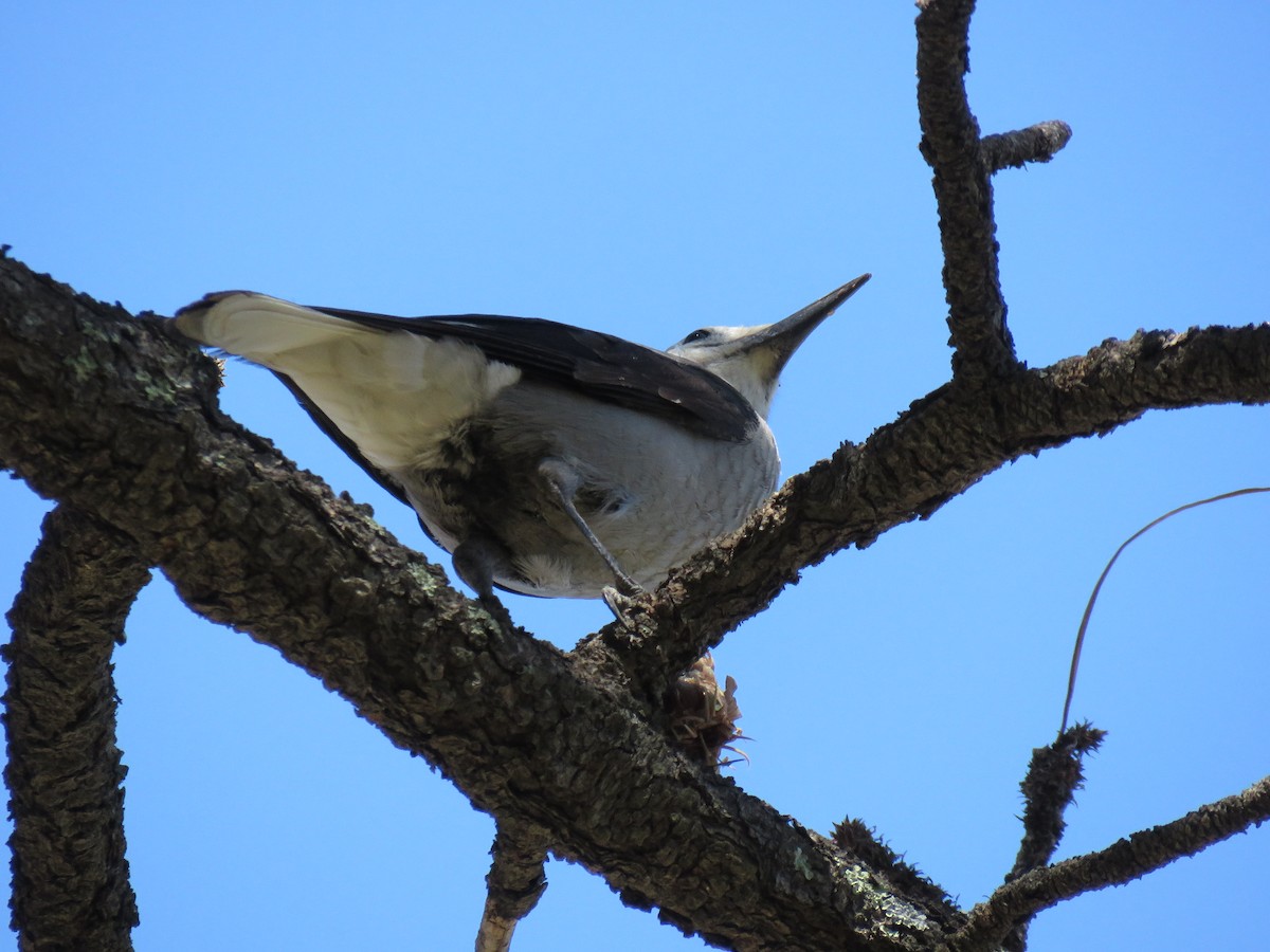 Clark's Nutcracker - ML73687791