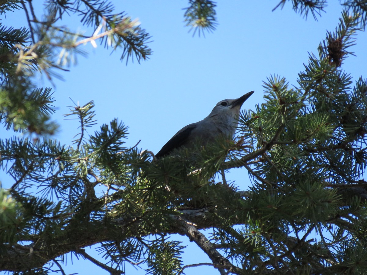 Clark's Nutcracker - ML73687811