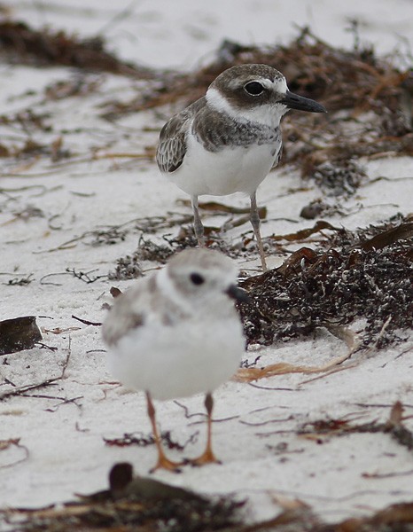 Wilson's Plover - ML73689421