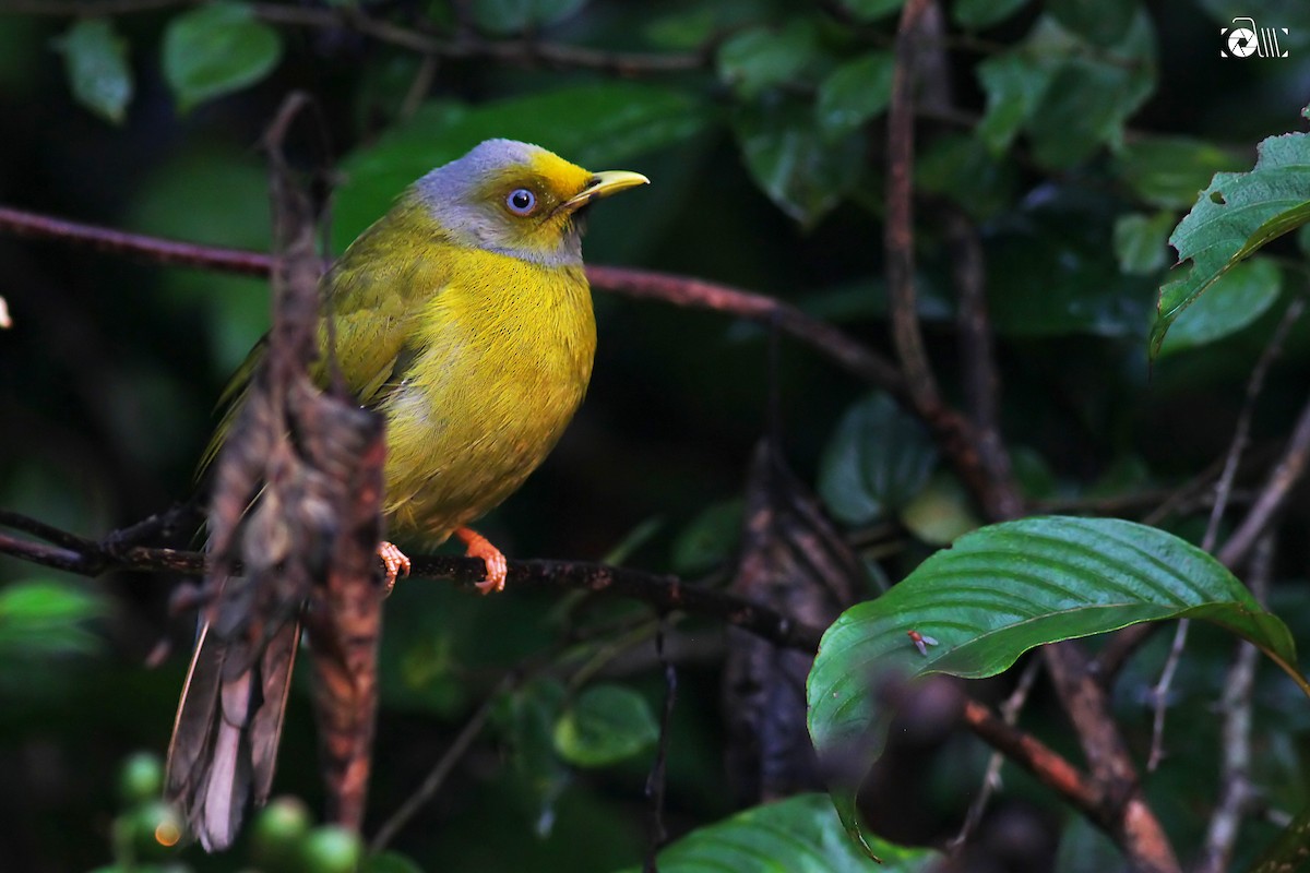 Gray-headed Bulbul - Aravind AM