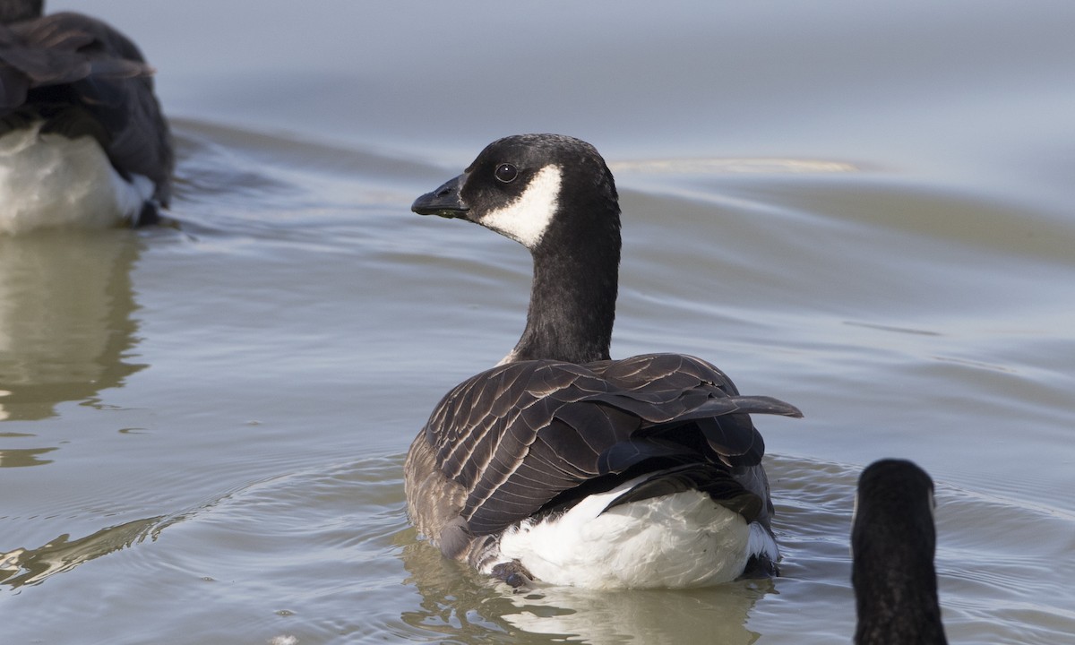 Cackling Goose (minima) - Brian Sullivan