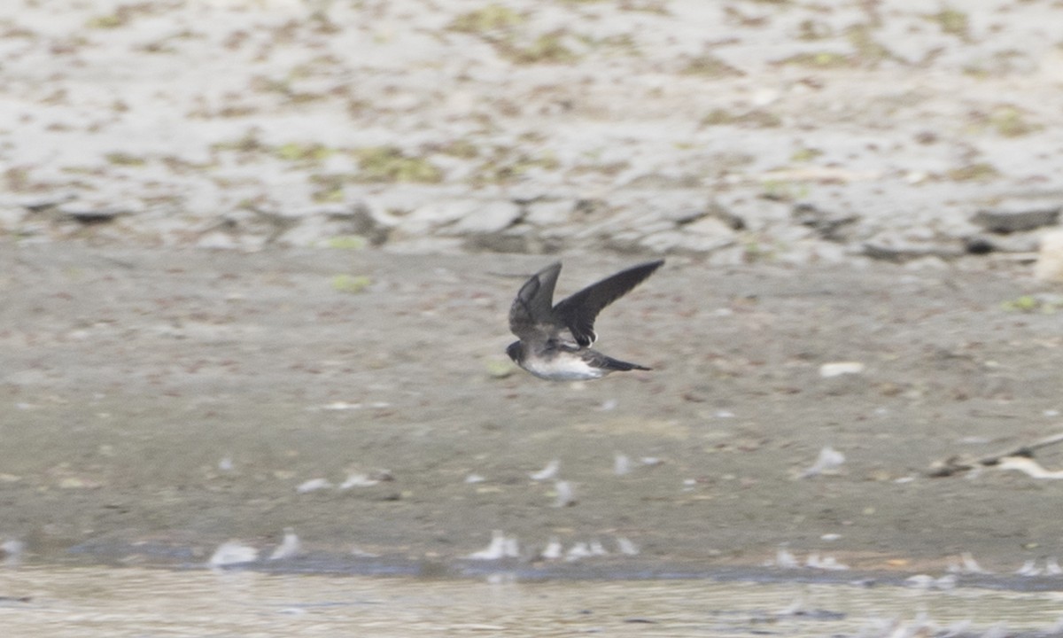 Tree Swallow - ML73689881