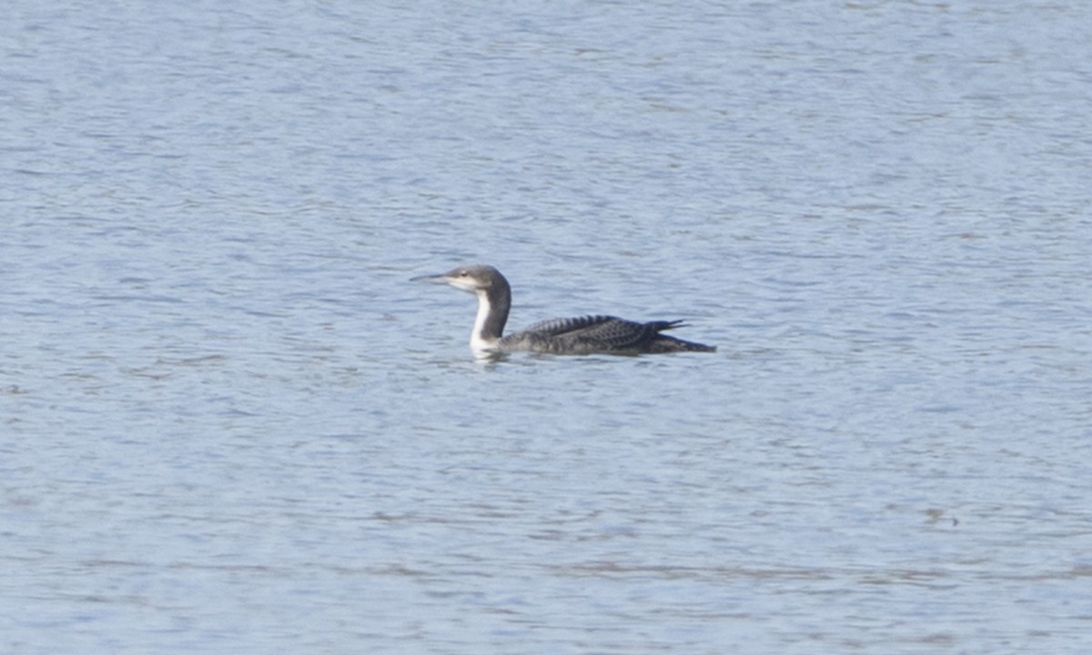 Pacific Loon - ML73689931