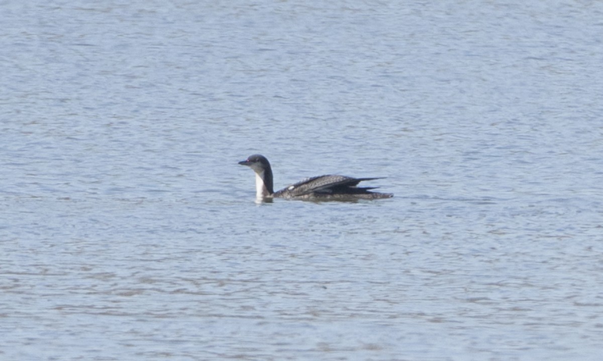 Pacific Loon - ML73689951